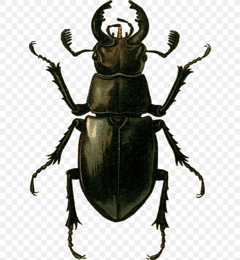 Stag Beetle Lucanus Ibericus Goliathus Species, PNG, 624x889px, Beetle, Animal, Arthropod, Dung Beetle, Entomology Download Free