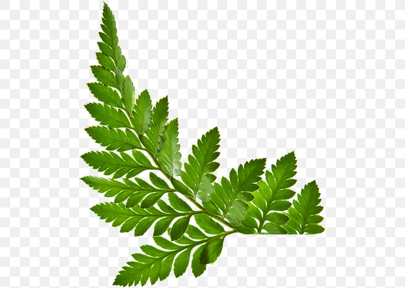 Stock Photography Leaf Royalty-free, PNG, 500x583px, Stock Photography, Alamy, Burknar, Green, Herb Download Free