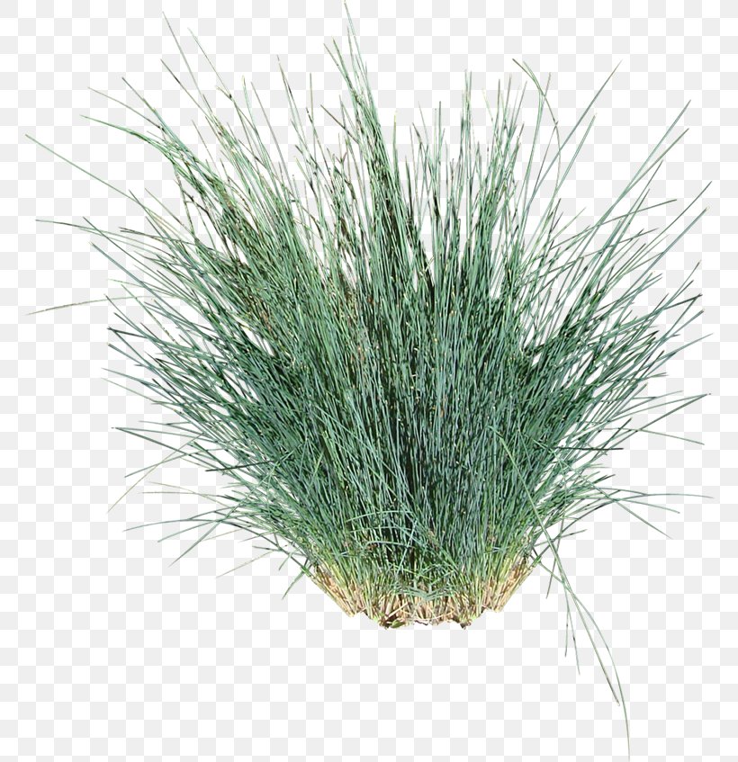 Tussock Ornamental Grass Poa Poiformis Vetiver Bluegrass, PNG, 768x847px, Tussock, Annual Plant, Bluegrass, Chrysopogon Zizanioides, Evergreen Download Free