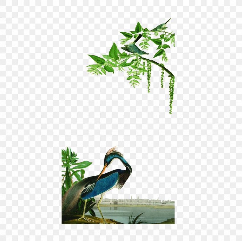 Bird Peafowl Illustration, PNG, 2362x2362px, Bird, Animal, Asiatic Peafowl, Beak, Branch Download Free