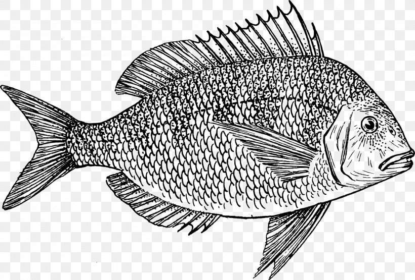 Scup Fish Drawing Clip Art, PNG, 1600x1084px, Scup, Bass, Black And White, Black Sea Bass, Drawing Download Free
