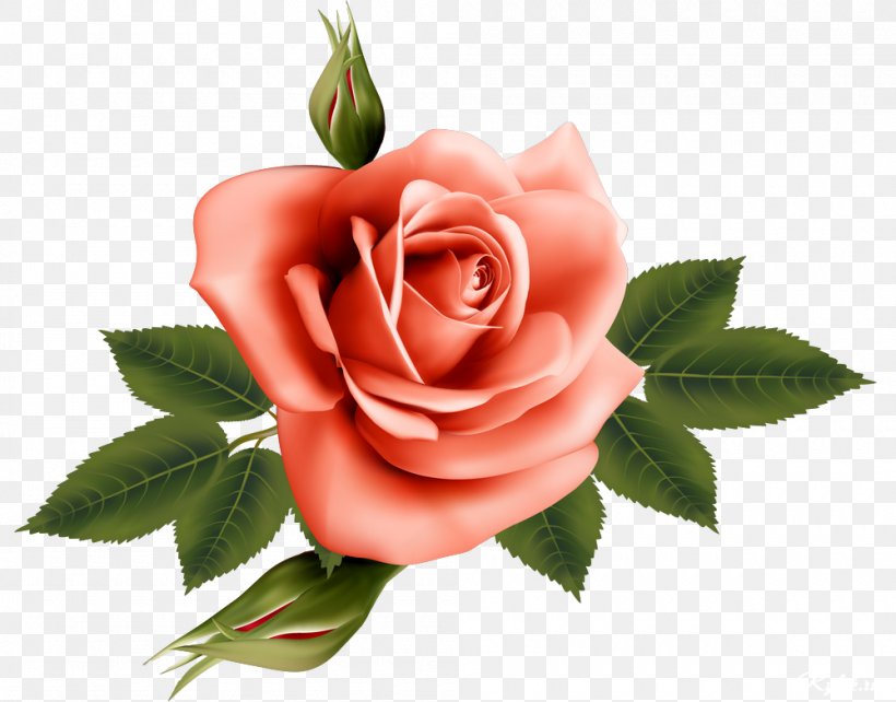 Garden Roses Flower, PNG, 1000x783px, Garden Roses, Cut Flowers, Digital Image, Floristry, Flower Download Free