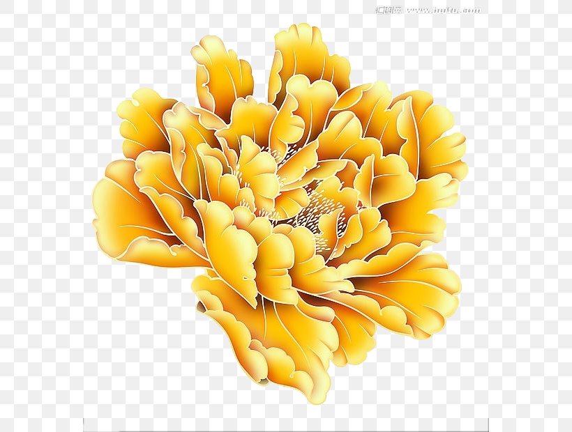 Yellow Moutan Peony Gold, PNG, 582x620px, Yellow, Cut Flowers, Floral Design, Floristry, Flower Download Free