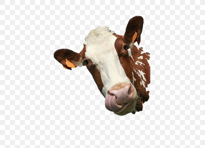 Cattle Paper Sticker Get-well Card, PNG, 423x592px, Cattle, Agriculture, Animal Slaughter, Bull, Business Download Free