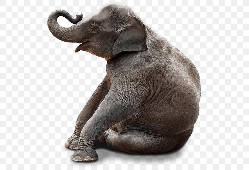 Chair Stock Photography Bench Elephant Sitting, PNG, 516x561px, Chair, African Elephant, Bench, Dog Breed, Dog Like Mammal Download Free