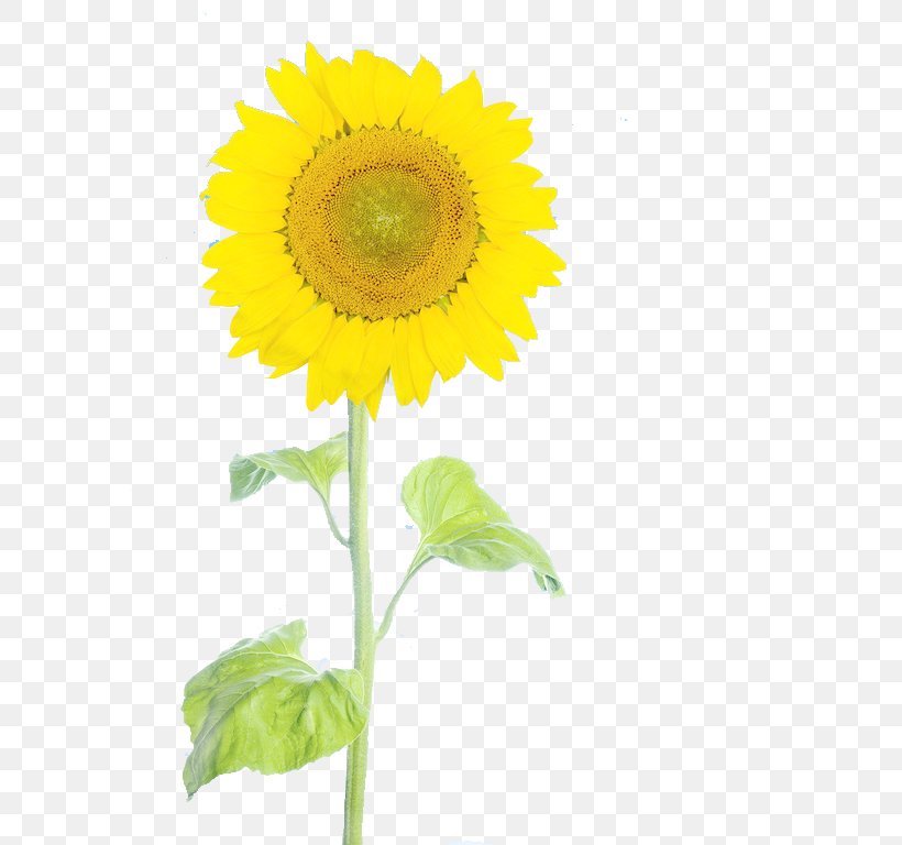 Common Sunflower, PNG, 649x768px, Common Sunflower, Asterales, Cut Flowers, Daisy Family, Flower Download Free