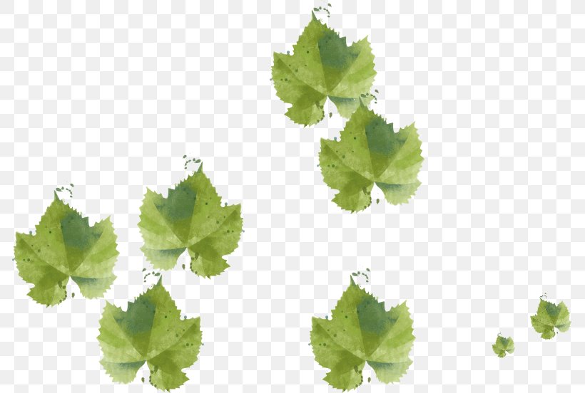 Grape Leaves Leaf Image, PNG, 785x552px, Grape Leaves, Annual Plant, Common Grape Vine, Grape, Grapevine Family Download Free