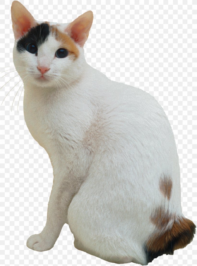 Japanese Bobtail American Bobtail Kurilian Bobtail American Shorthair Manx Cat, PNG, 1860x2511px, Japanese Bobtail, Aegean Cat, American Bobtail, American Shorthair, American Wirehair Download Free