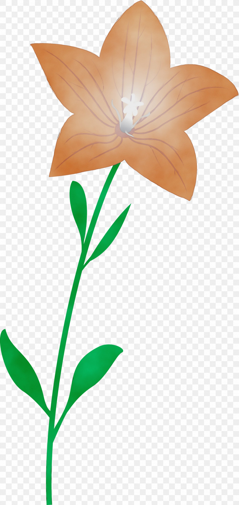Plant Stem Flower Leaf Petal Flora, PNG, 1418x3000px, Balloon Flower, Biology, Flora, Flower, Leaf Download Free