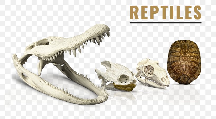 SKELETONS: Museum Of Osteology Reptile Skulls Unlimited International, PNG, 787x452px, Museum Of Osteology, Cheetah, Crocodile, Dinosaur, Fossil Download Free