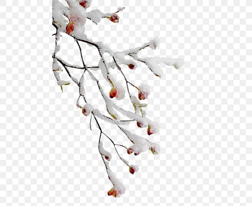 Twig Branch Tree Clip Art, PNG, 480x670px, Twig, Blossom, Branch, Branching, Christmas Download Free