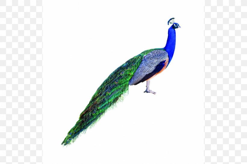 Asiatic Peafowl Stock Photography Royalty-free Bird, PNG, 870x580px, Peafowl, Asiatic Peafowl, Beak, Bird, Depositphotos Download Free