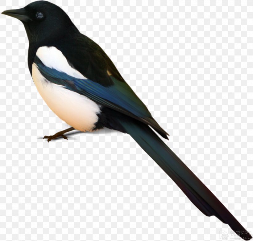 Bird Eurasian Magpie Image Vector Graphics, PNG, 1472x1404px, Bird, Beak, Crow Like Bird, Emberizidae, Eurasian Magpie Download Free