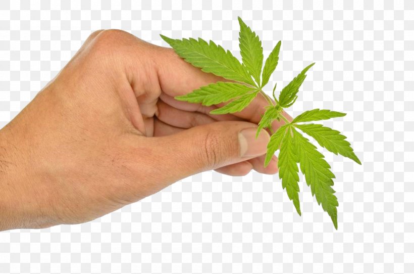 Cannabis Ruderalis Marijuana Cannabis Sativa Autoflowering Cannabis, PNG, 1000x662px, Cannabis Ruderalis, Autoflowering Cannabis, Cannabis, Cannabis Sativa, Drug Liberalization Download Free
