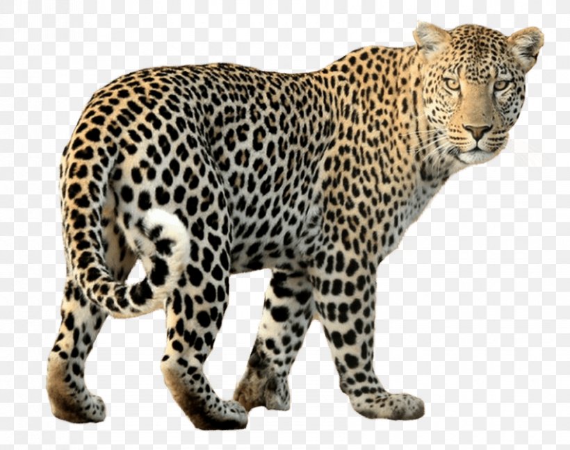 Leopard Black Panther Cheetah Jaguar, PNG, 850x672px, Leopard, African Leopard, Animal Figure, Big Cats, Black Panther Download Free