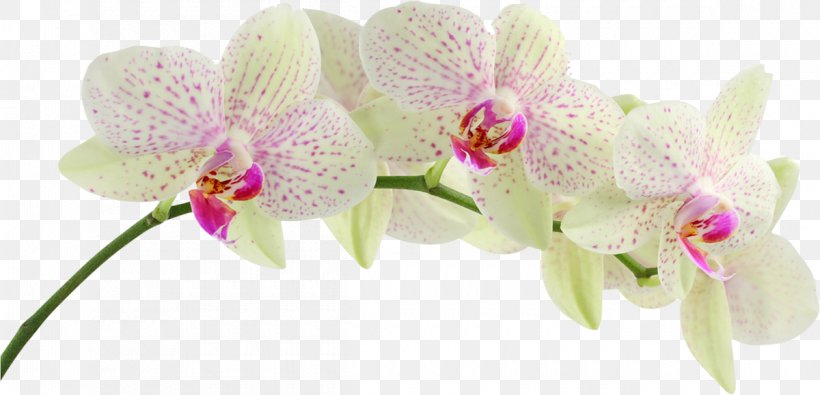 Orchids Desktop Wallpaper Display Resolution Singapore Orchid 1080p, PNG, 1200x579px, Orchids, Boat Orchid, Cattleya, Cut Flowers, Display Resolution Download Free