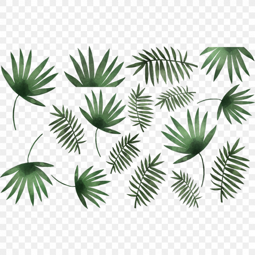 Palm Tree, PNG, 1200x1200px, Leaf, American Larch, Arecales, Branch, Conifer Download Free