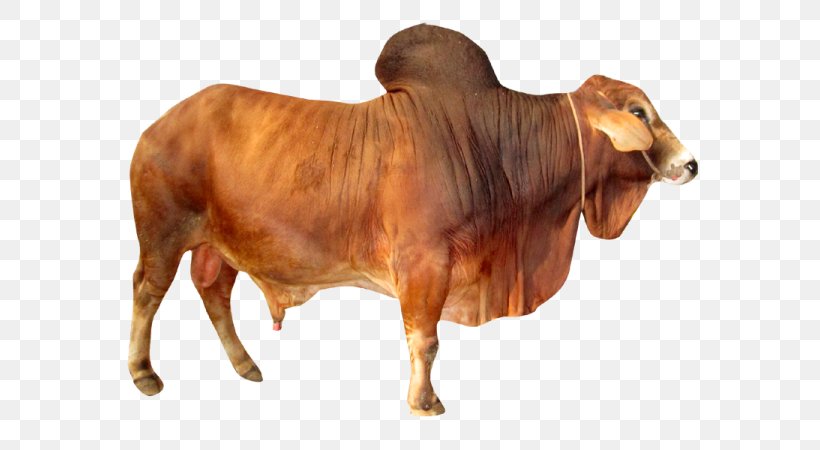Sahiwal Cattle Holstein Friesian Cattle Ox Murrah Buffalo Bull, PNG, 600x450px, Sahiwal Cattle, Breed, Bull, Cattle, Cattle Like Mammal Download Free