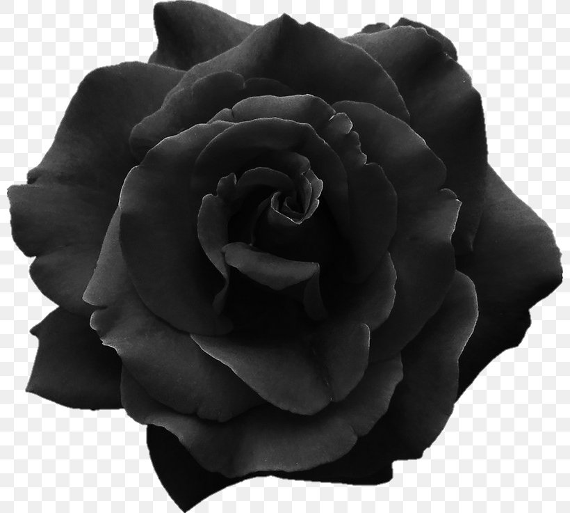 Sticker Black Rose Jar Glass, PNG, 800x737px, Sticker, Black, Black And White, Black Rose, Box Download Free