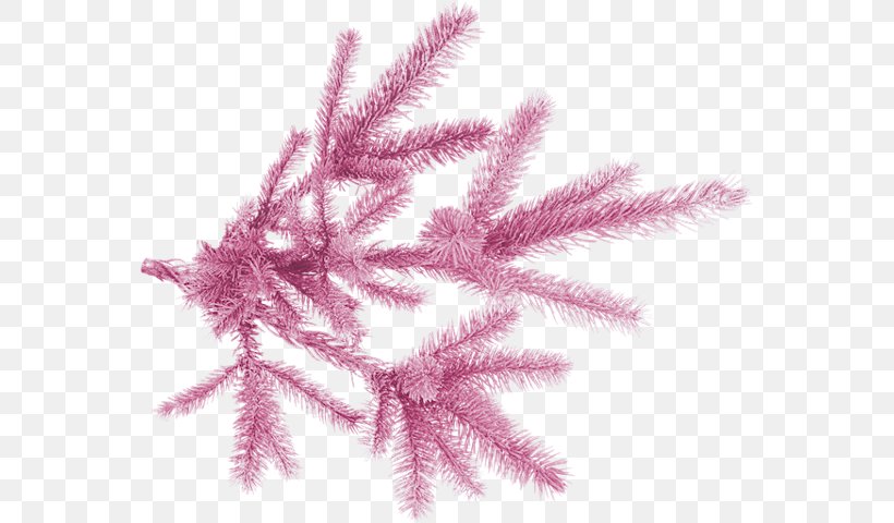 Branch Twig Spruce Clip Art, PNG, 563x480px, Branch, Leaf, New Year Tree, Photography, Pink Download Free