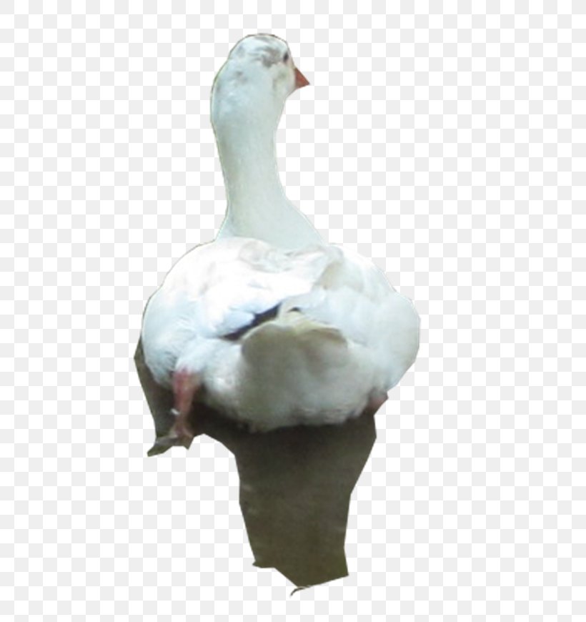 Duck Goose Fauna Feather Beak, PNG, 500x870px, Duck, Beak, Bird, Ducks Geese And Swans, Fauna Download Free