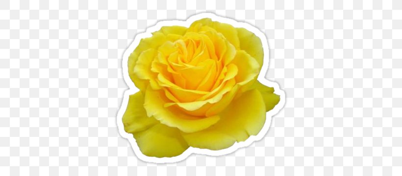 Rose Gardening Yellow Flower Desktop Wallpaper, PNG, 375x360px, Rose, Academic Dress, Cut Flowers, Flower, Flower Bouquet Download Free