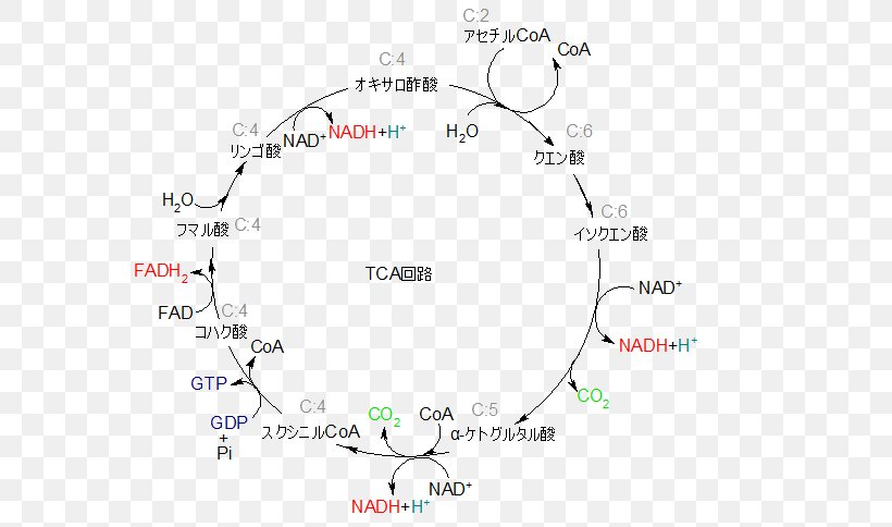 Citric Acid Cycle Nicotinamide Adenine Dinucleotide Glycolysis Gluconeogenesis Adenosine Triphosphate, PNG, 583x484px, Citric Acid Cycle, Adenosine Triphosphate, Area, Carbohydrate Metabolism, Citric Acid Download Free