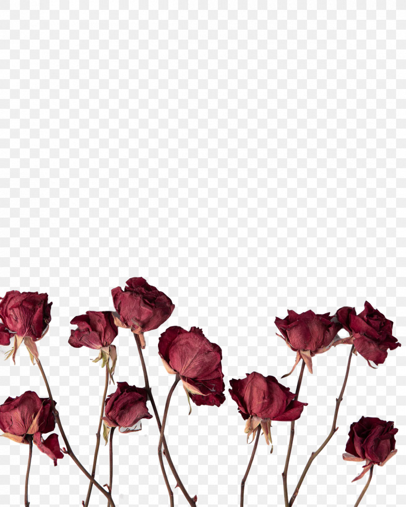 Garden Roses, PNG, 1200x1500px, Plant Stem, Biology, Cut Flowers, Flower, Garden Download Free