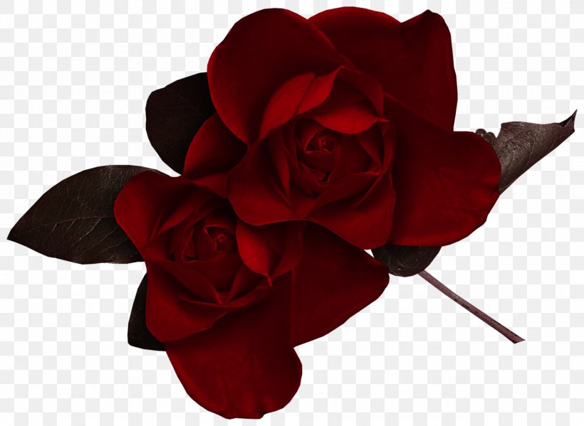 Rose Desktop Wallpaper Flower Clip Art, PNG, 1280x936px, Rose, Art, Blog, Cut Flowers, Flower Download Free