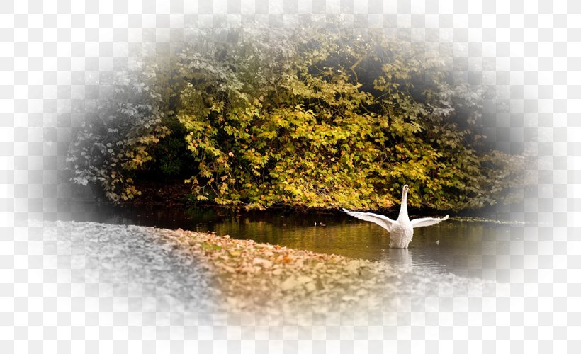 Cygnini Desktop Wallpaper Body Of Water Autumn Bird, PNG, 800x500px, 5k Resolution, Cygnini, Abscission, Autumn, Autumn Leaf Color Download Free