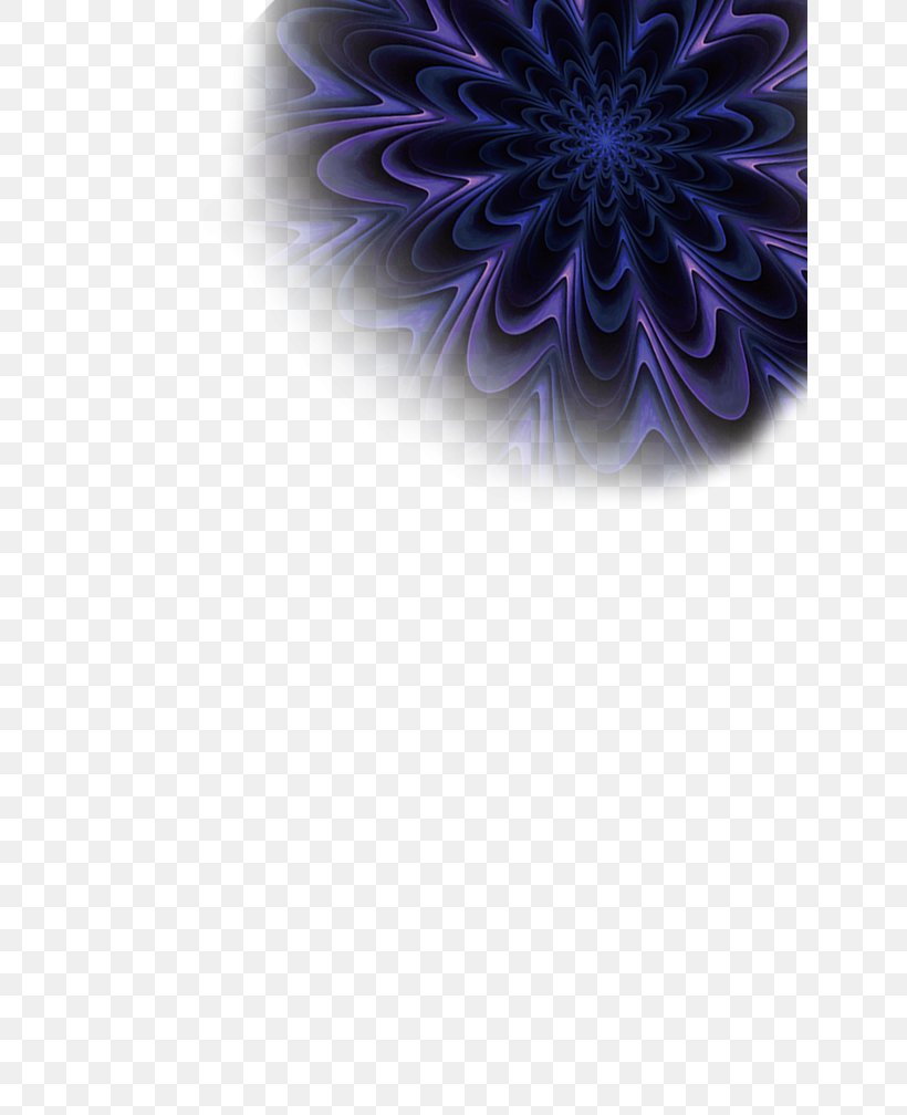 Desktop Wallpaper Purple Computer Transvaal Daisy, PNG, 640x1008px, Purple, Anemone, Aster, Blue, Chrysanths Download Free