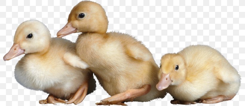 Duck Mallard American Pekin, PNG, 800x357px, Duck, American Pekin, Beak, Bird, Chicken Download Free