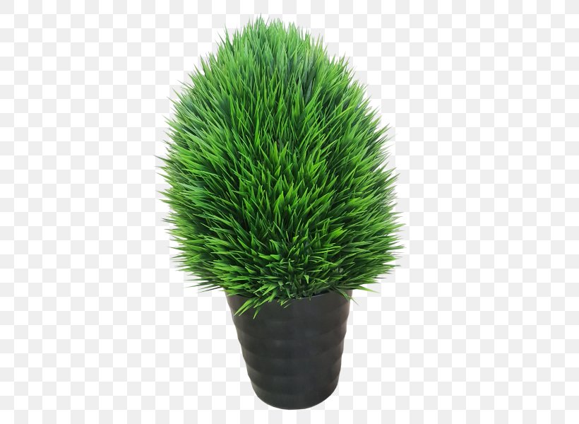 Flowerpot Grasses Houseplant Family, PNG, 800x600px, Flowerpot, Family, Grass, Grass Family, Grasses Download Free
