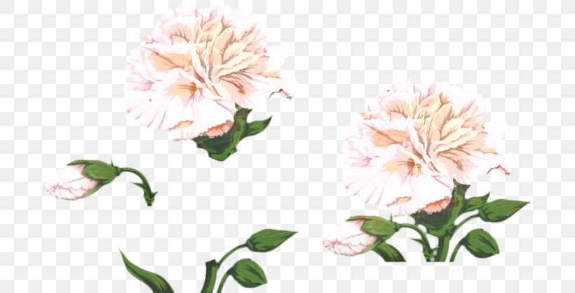 Flowers Background, PNG, 700x419px, Cabbage Rose, Blossom, Carnation, Chinese Peony, Cut Flowers Download Free