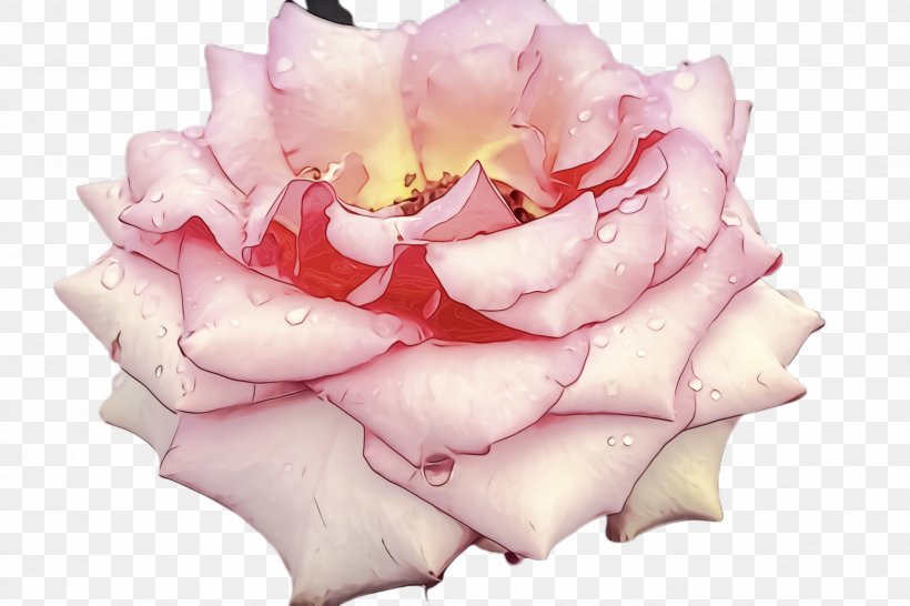 Garden Roses, PNG, 2448x1632px, Watercolor, Cut Flowers, Flower, Garden Roses, Hybrid Tea Rose Download Free