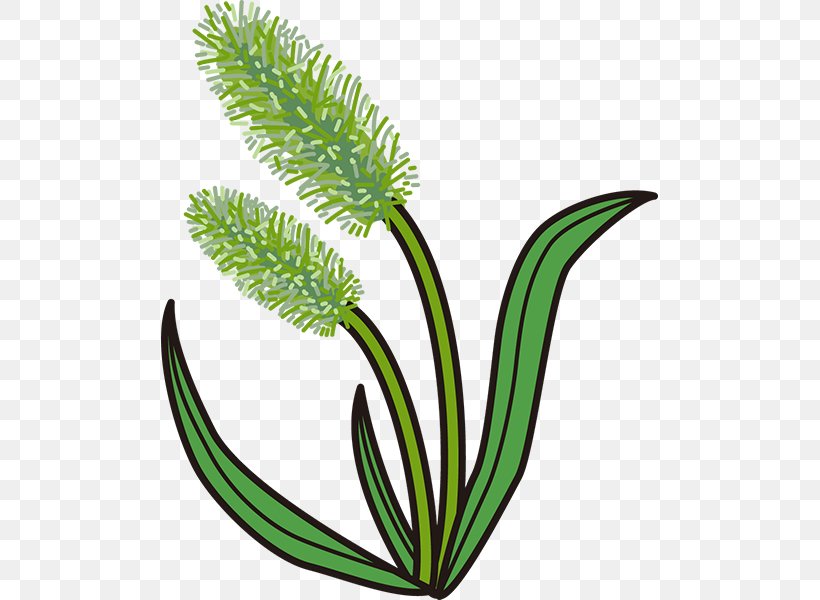Grasses Illustration Setaria Viridis Clip Art Microsoft PowerPoint, PNG, 600x600px, Grasses, Aquarium Decor, Flower, Flowering Plant, Flowerpot Download Free