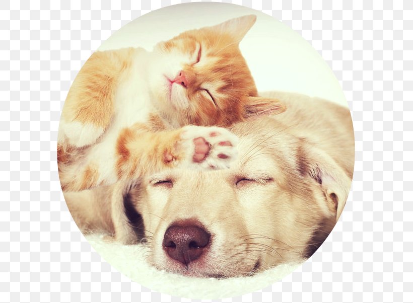 Cat Puppy Kitten Pet Beagle, PNG, 605x602px, Cat, Beagle, Carnivoran, Cat Like Mammal, Cat People And Dog People Download Free