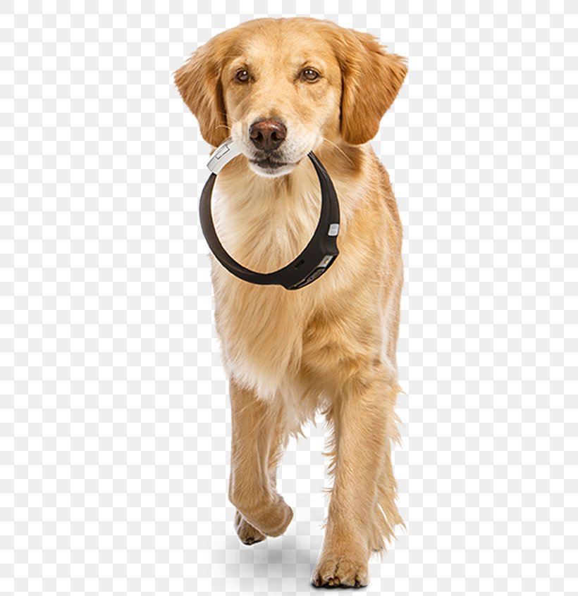 Dog Collar Fitbit Pet Cat, PNG, 382x846px, Dog, Activity Monitors, Carnivoran, Cat, Collar Download Free