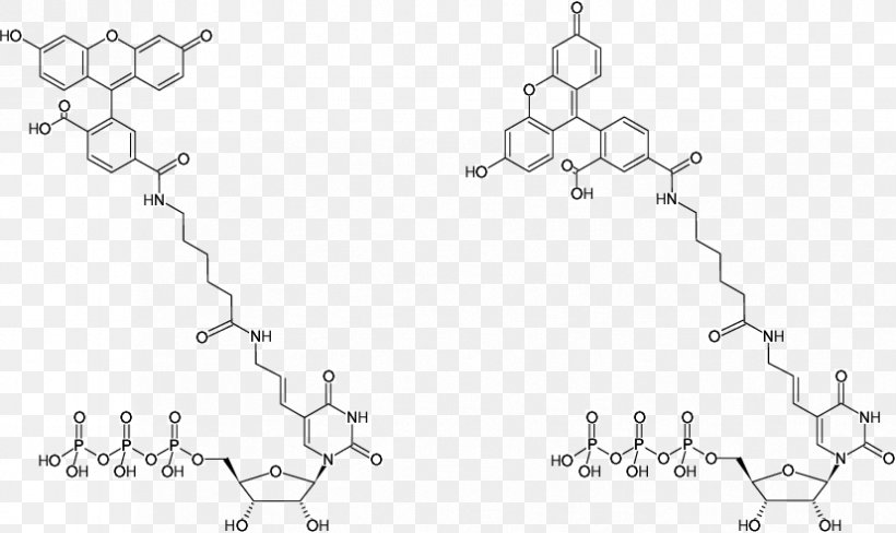 DUTP Diphosphatase Fluorescein Aminoallyl Nucleotide Fluorescence, PNG, 827x493px, Watercolor, Cartoon, Flower, Frame, Heart Download Free