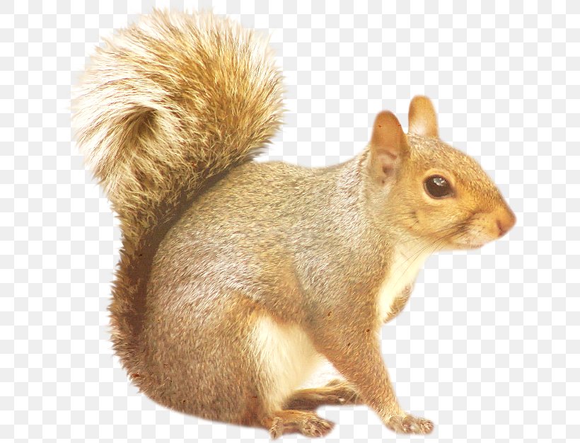 Squirrel Desktop Wallpaper Clip Art, PNG, 650x626px, Squirrel, American Red Squirrel, Chipmunk, Data, Data Compression Download Free
