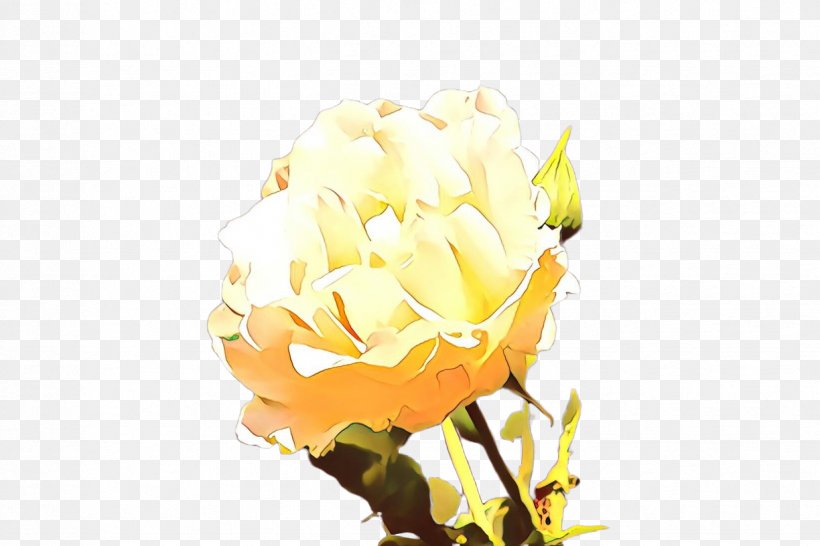 White Roses, PNG, 1224x816px, Rose, Bloom, Blossom, Botany, Bud Download Free
