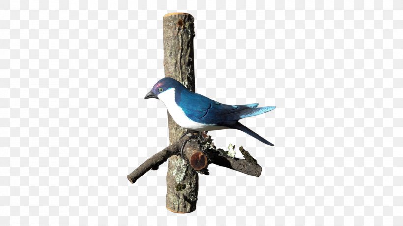 Beak Fauna Feather, PNG, 1500x844px, Beak, Bird, Bird Supply, Blue Jay, Branch Download Free