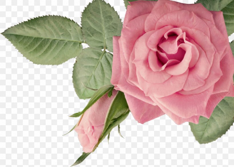 Belle's Waxing Kewarra Beach Garden Roses, PNG, 2109x1510px, Kewarra Beach, Beach, Beauty Parlour, Cairns, Centifolia Roses Download Free