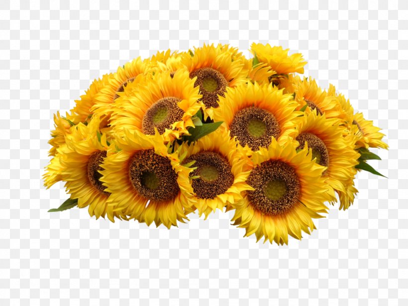 Common Sunflower Clip Art, PNG, 1024x768px, Common Sunflower, Art, Cut Flowers, Daisy Family, Deviantart Download Free