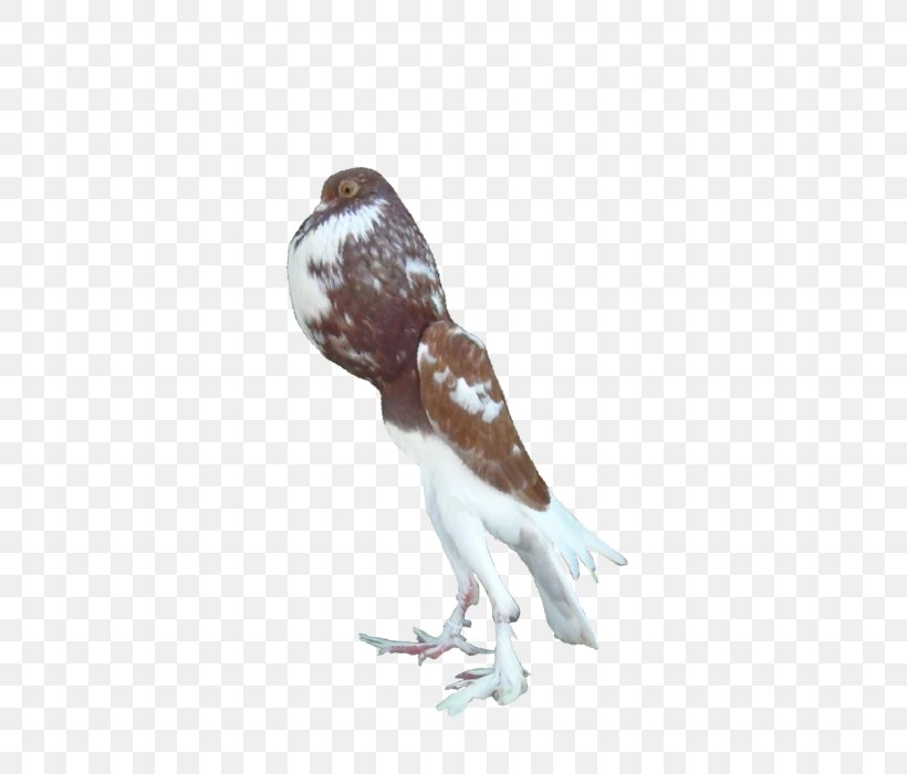 English Pouter Pigmy Pouter Bird Columbidae, PNG, 700x700px, Pouter, Aviculture, Beak, Bird, Bird Of Prey Download Free