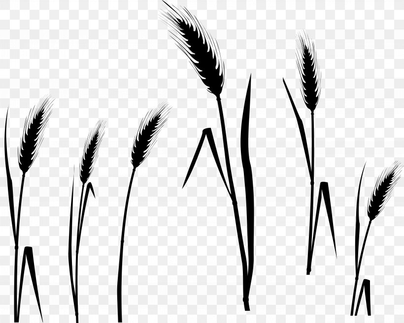 Grasses Black & White, PNG, 5051x4053px, Grasses, Black, Black White M, Blackandwhite, Eye Download Free