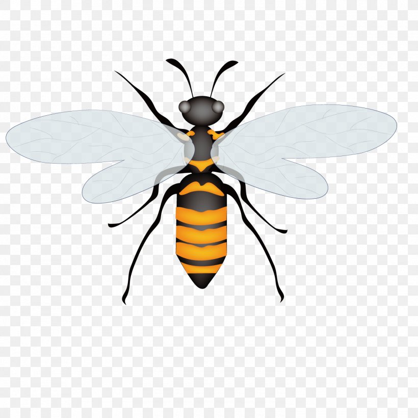 Honey Bee Insect Euclidean Vector, PNG, 1500x1501px, Honey Bee, Arthropod, Bee, Dragonfly, Fly Download Free