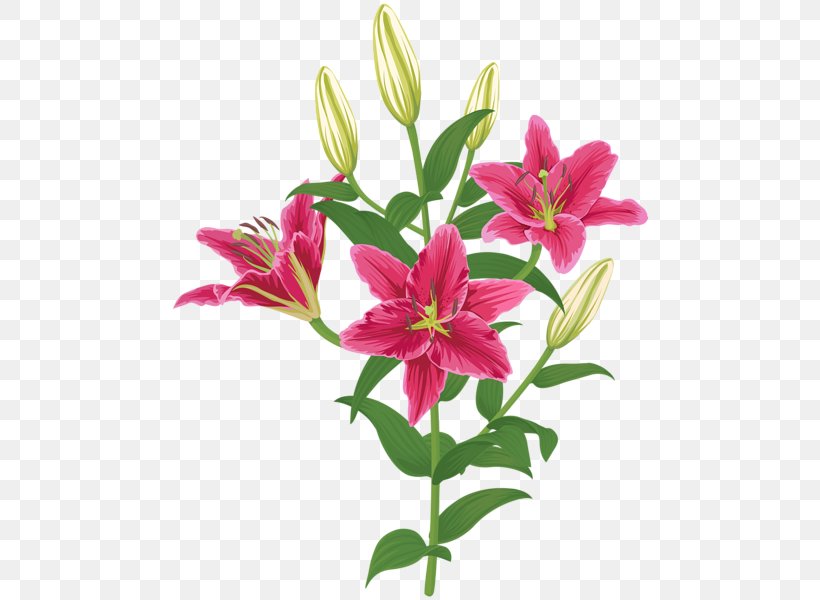 Lilium Petal Flower Clip Art, PNG, 483x600px, Lilium, Alstroemeriaceae, Bud, Cut Flowers, Flower Download Free