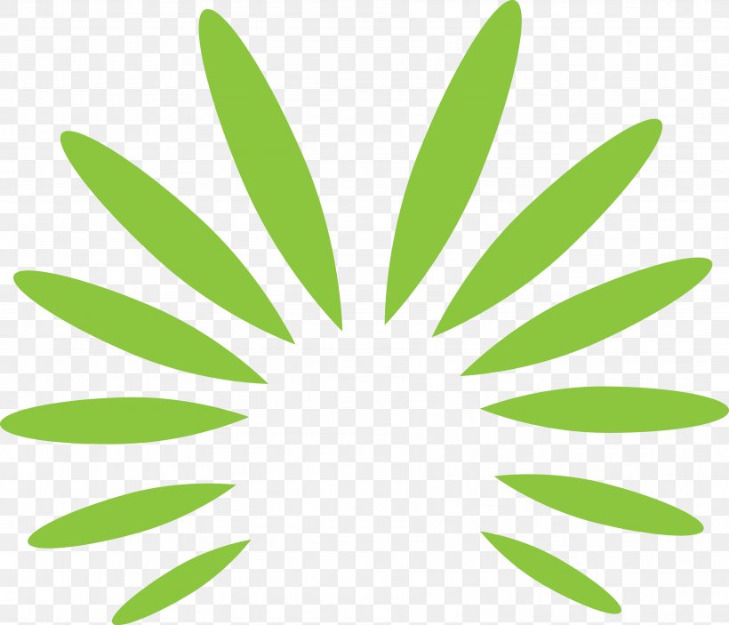 Pavo Leaf National Symbols Of India Drawing Shape, PNG, 3594x3085px, Pavo, Drawing, Flower, Grass, Green Download Free