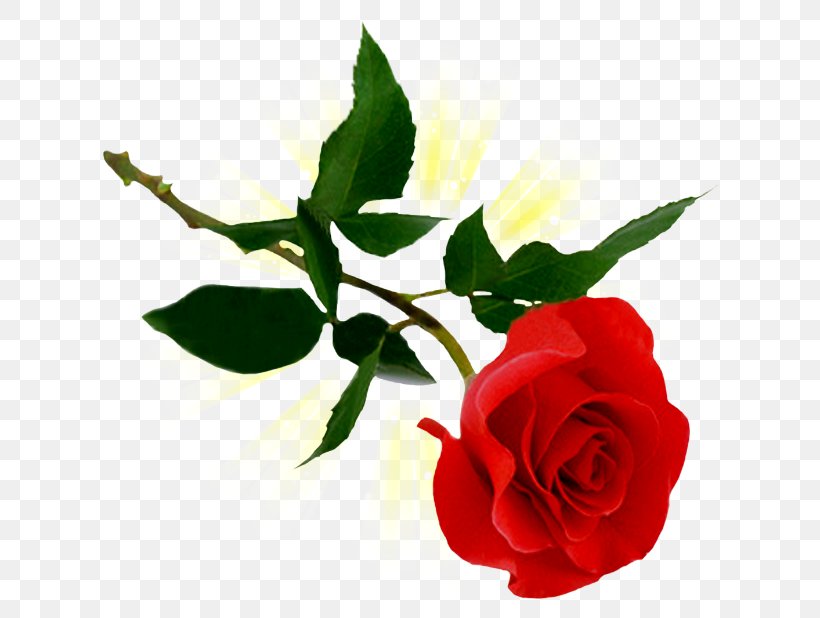 Rose Clip Art, PNG, 618x618px, Rose, China Rose, Cut Flowers, Floribunda, Floristry Download Free